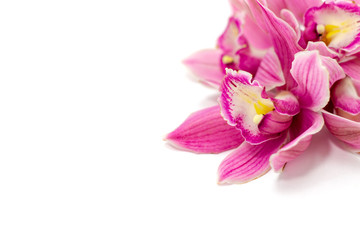 pink cymbidium orchid isolated on white background