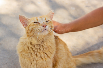 human hand street stroking a red street cat adorable photogenic portrait  , animal shelter concept...