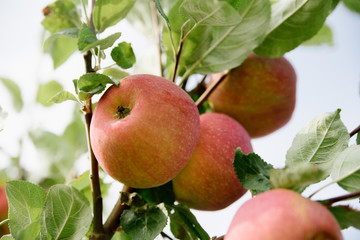 Red apples on a branch ready to be harvested, outdoors, selective focus