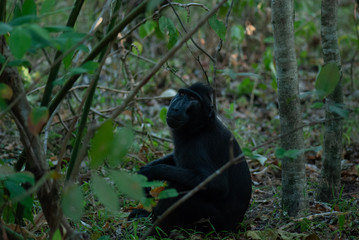 Celebes crested macaque (Macaca nigra)
