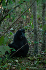 Celebes crested macaque (Macaca nigra)