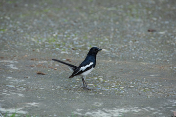 Oriental Magpie-Robin Copsychus saularis