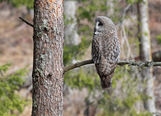 Great Gray Owl (Strix Nebulosa).