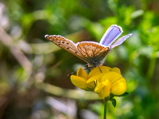 motyl