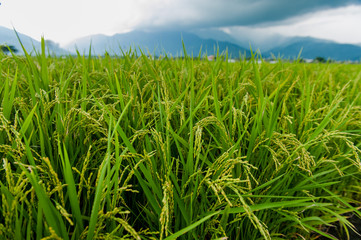 Landscape View Of Beautiful Rice Fields At Brown Avenue, Chishang, Taitung, Taiwan. (Ripe golden rice ear)