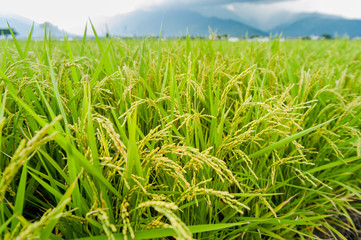 Landscape View Of Beautiful Rice Fields At Brown Avenue, Chishang, Taitung, Taiwan. (Ripe golden rice ear)