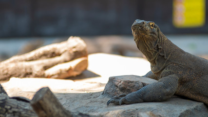  Komodo is the largest species of the Varanidae family, with an average length of 2-3 meters and...