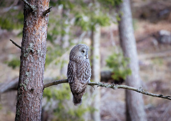 .Great Gray Owl (Strix Nebulosa.