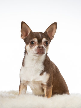 Cute Chihuahua puppy dog portait. Image taken in a studio with white background. Adorable brown chihuahua puppy.