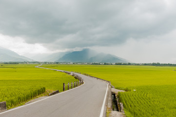 Fototapeta na wymiar Landscape View Of Beautiful Rice Fields At Brown Avenue, Chishang, Taitung, Taiwan. (Ripe golden rice ear)