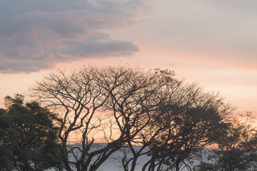 The silhouette of trees in autumn morning 02