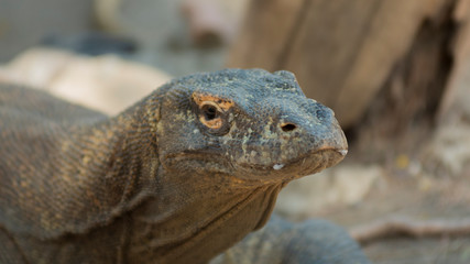  Komodo is the largest species of the Varanidae family, with an average length of 2-3 meters and can weigh up to 100 kg.