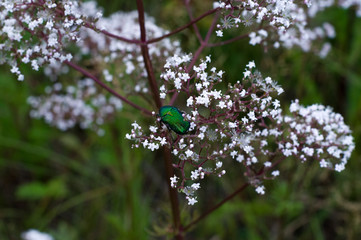 Beautiful green beetle on a white flower. Beetle in the morning dew.