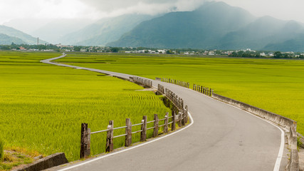 Landscape View Of Beautiful Rice Fields At Brown Avenue, Chishang, Taitung, Taiwan. (Ripe golden rice ear)