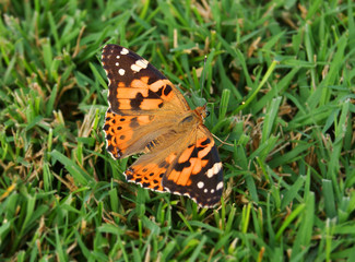  Butterfly on the grass