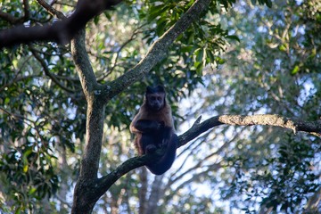 Gibbon in South Africa 