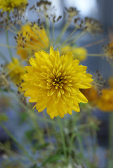 Yellow Chrysanthemum Flower Dalia