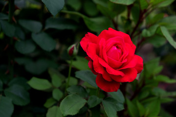 A large red rose with buds on a green Bush.
