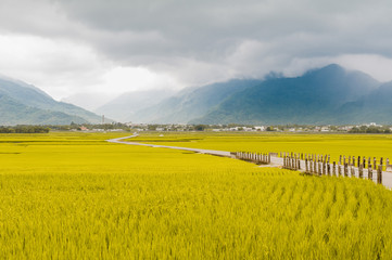 Landscape View Of Beautiful Rice Fields At Brown Avenue, Chishang, Taitung, Taiwan. (Ripe golden rice ear)