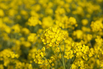 rape blossoms