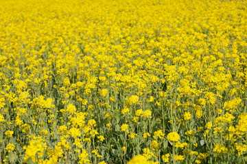 Obraz premium rape blossoms