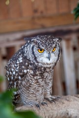 South African owl 