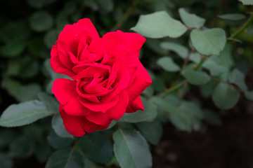 A large red rose with buds on a green Bush.