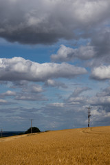 Wheat crop ripe for harvest in field in rural Hampshire with cloudy sky