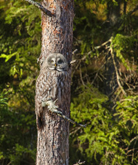 .Great Gray Owl (Strix Nebulosa).