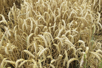 Feld mit fast reifem Weizen kurz vor der Ernte in der Oberpfalz in Bayern