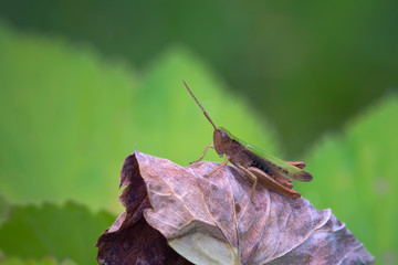 Obserwator © Tomek Kiecana