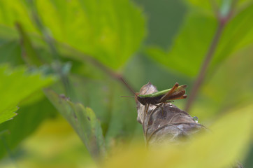 W tonacji zieleni © Tomek Kiecana