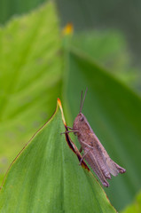 Na liściu © Tomek Kiecana