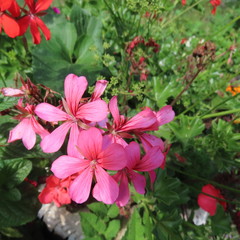 Geraniaceae, geraniums, bloom all summer in the garden and on the balcony