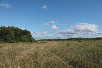 landscape with trees and blue sky