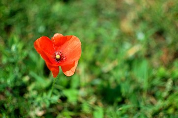 red poppy in a field
