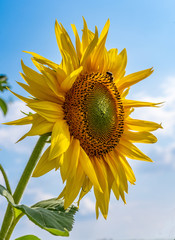 Sonnenblume mit Insekten
