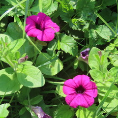 Petunia, rich flowering summer flower for garden and balcony