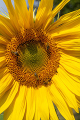 Sonnenblume mit Insekten