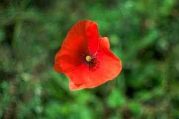 red poppy in field