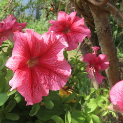 Petunia, rich flowering summer flower for garden and balcony