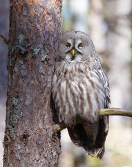 .Great Gray Owl (Strix Nebulosa).