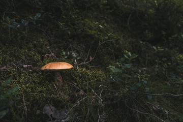 Mushroom in Moss and Grass with Sunlight