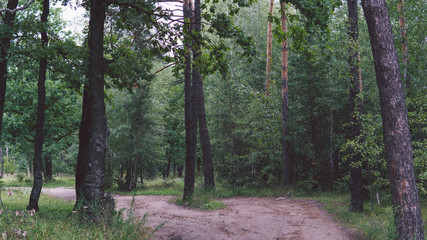 Narrow road through green grove. Narrow winding path going through green bushes and trees against cloudy