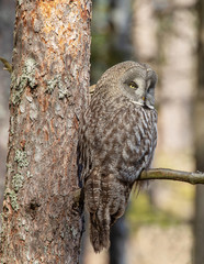 .Great Gray Owl (Strix Nebulosa).