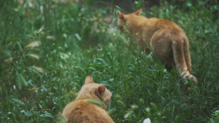 A wild stray cat is laying in the high grass on a lazy afternoon in Italy.