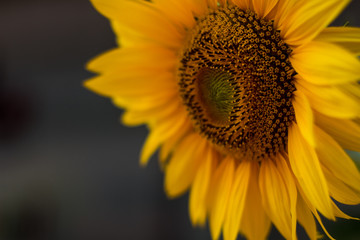 Naklejka premium Closeup of a sunflower bloom