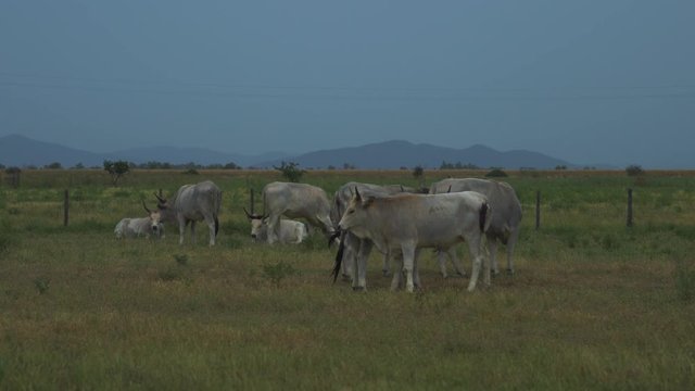Famous white Maremma cows are peacefully standing on the grass in Italy.