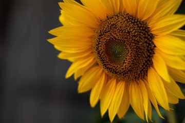 Closeup of a sunflower bloom