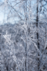 Tree branch ice covered on blurred natural background. Hoarfrost on dried flowers in backlight at sunny day